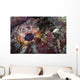 Detail Eye Scorpionfish Wall Decal Design 2