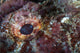 Detail Eye Scorpionfish Wall Decal Design 2