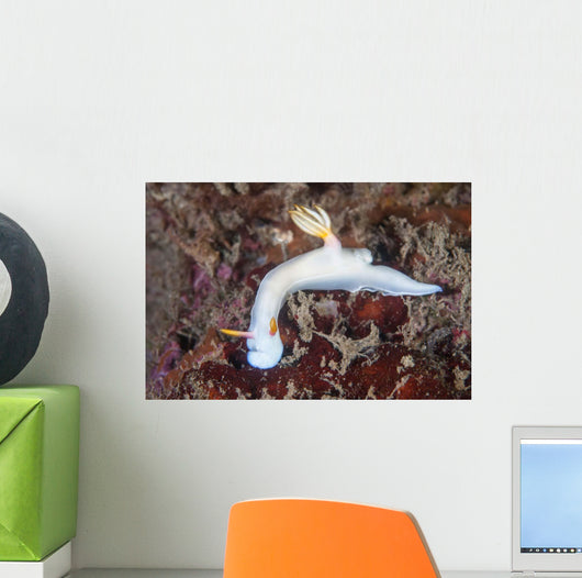 Beautiful Nudibranch Crawls across Wall Decal