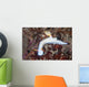 Beautiful Nudibranch Crawls across Wall Decal