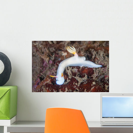 Beautiful Nudibranch Crawls across Wall Decal