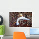 Beautiful Nudibranch Crawls across Wall Decal