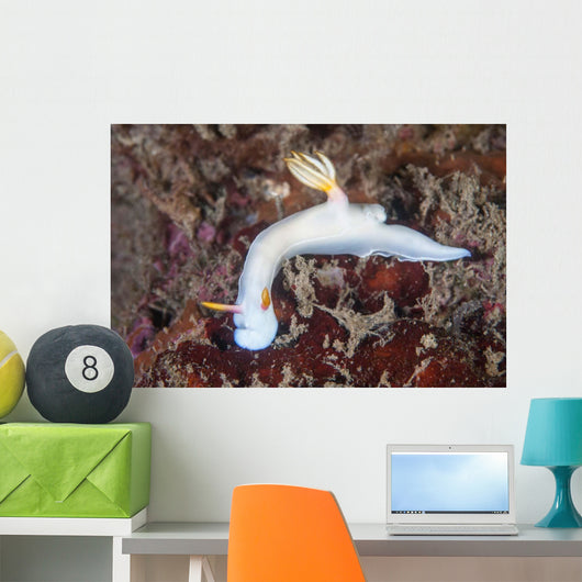 Beautiful Nudibranch Crawls across Wall Decal
