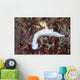 Beautiful Nudibranch Crawls across Wall Decal