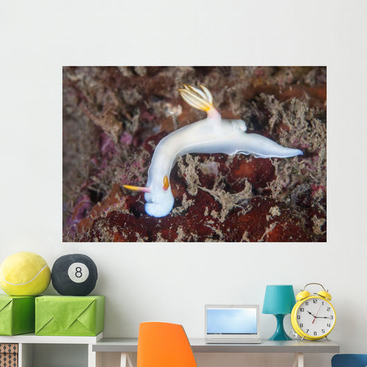 Beautiful Nudibranch Crawls across Wall Decal