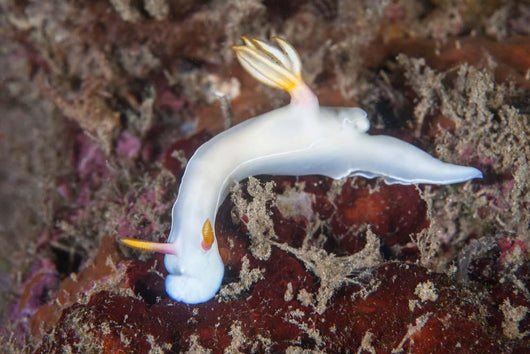 Beautiful Nudibranch Crawls across Wall Decal