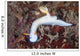 Beautiful Nudibranch Crawls across Wall Decal