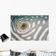 Detail Eye Reticulated Pufferfish Wall Decal