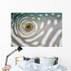 Detail Eye Reticulated Pufferfish Wall Decal