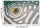 Detail Eye Reticulated Pufferfish Wall Decal