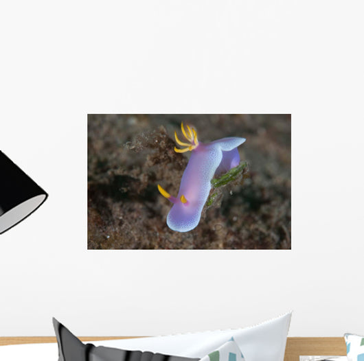 Hypselodoris Bullockii Nudibranch Crawls Wall Decal
