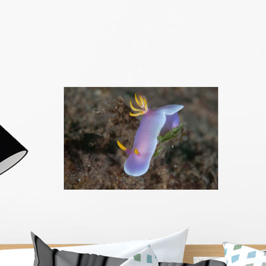 Hypselodoris Bullockii Nudibranch Crawls Wall Decal