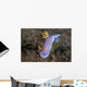 Hypselodoris Bullockii Nudibranch Crawls Wall Decal