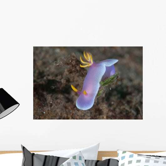 Hypselodoris Bullockii Nudibranch Crawls Wall Decal