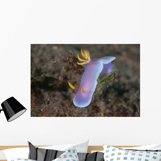 Hypselodoris Bullockii Nudibranch Crawls Wall Decal