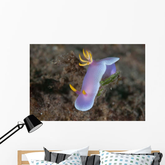 Hypselodoris Bullockii Nudibranch Crawls Wall Decal