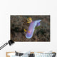Hypselodoris Bullockii Nudibranch Crawls Wall Decal