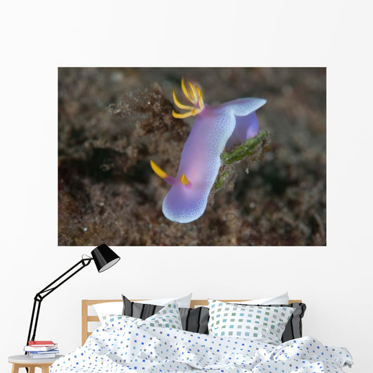Hypselodoris Bullockii Nudibranch Crawls Wall Decal