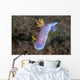 Hypselodoris Bullockii Nudibranch Crawls Wall Decal
