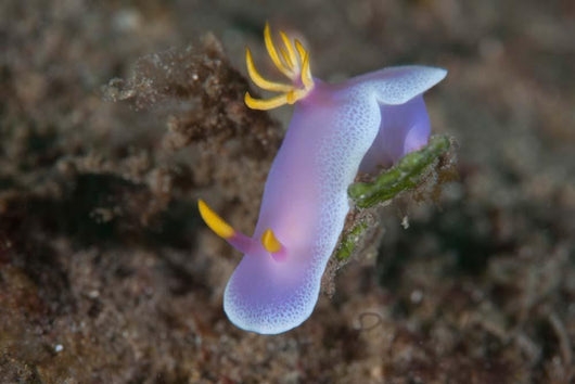Hypselodoris Bullockii Nudibranch Crawls Wall Decal