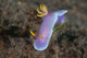 Hypselodoris Bullockii Nudibranch Crawls Wall Decal