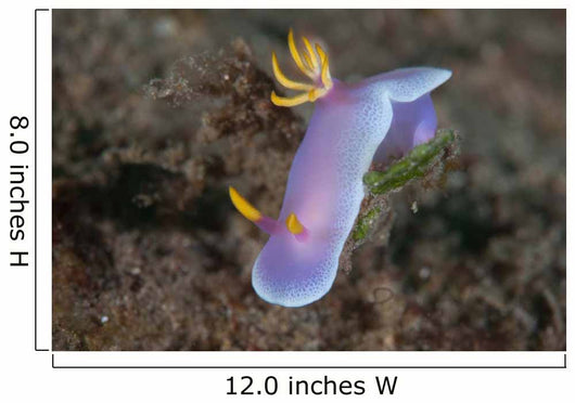 Hypselodoris Bullockii Nudibranch Crawls Wall Decal