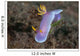 Hypselodoris Bullockii Nudibranch Crawls Wall Decal