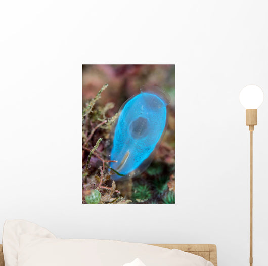 Beautiful Tunicate Grows Reef Wall Decal