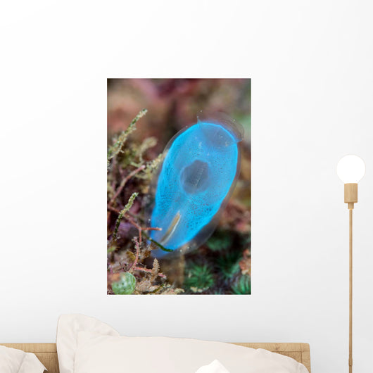 Beautiful Tunicate Grows Reef Wall Decal