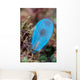 Beautiful Tunicate Grows Reef Wall Decal