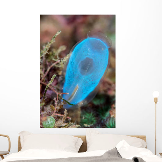 Beautiful Tunicate Grows Reef Wall Decal