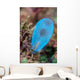Beautiful Tunicate Grows Reef Wall Decal