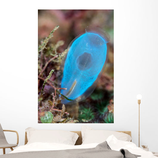 Beautiful Tunicate Grows Reef Wall Decal