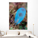 Beautiful Tunicate Grows Reef Wall Decal