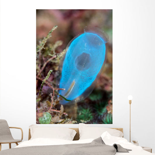 Beautiful Tunicate Grows Reef Wall Decal
