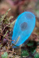 Beautiful Tunicate Grows Reef Wall Decal