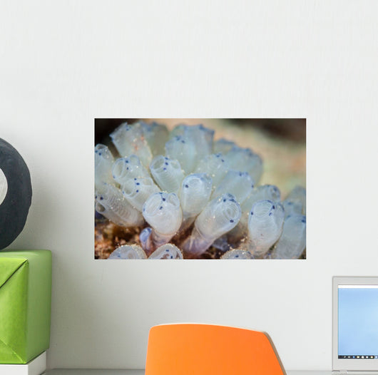 Beautiful Set Tiny Tunicates Wall Decal