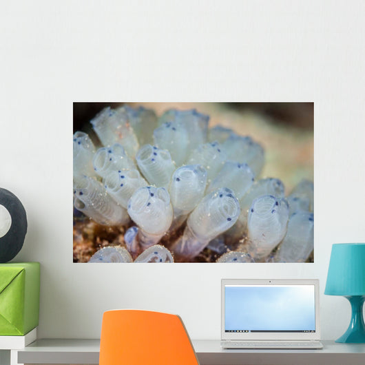 Beautiful Set Tiny Tunicates Wall Decal