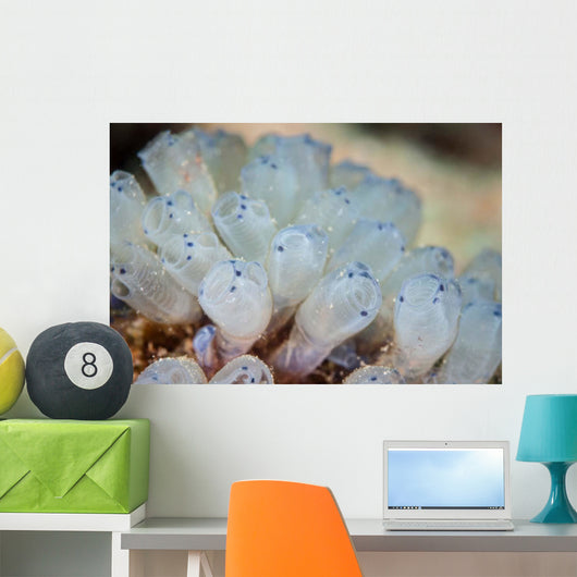 Beautiful Set Tiny Tunicates Wall Decal