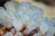 Beautiful Set Tiny Tunicates Wall Decal