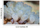 Beautiful Set Tiny Tunicates Wall Decal