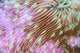 Detail Beautiful Mushroom Coral Wall Decal