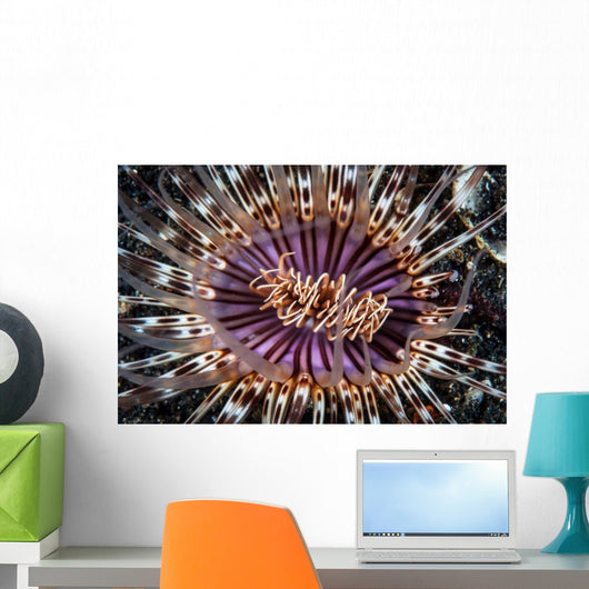 Beautiful Tube Anemone Lembeh Wall Decal