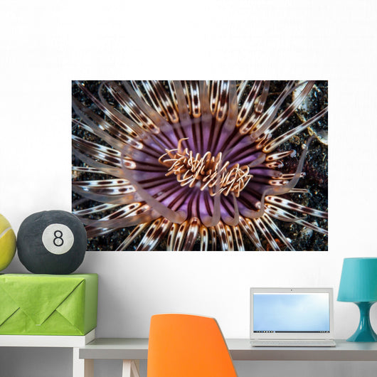 Beautiful Tube Anemone Lembeh Wall Decal