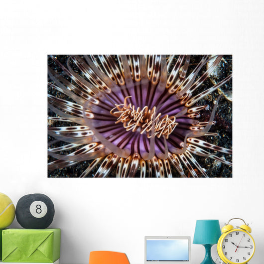Beautiful Tube Anemone Lembeh Wall Decal