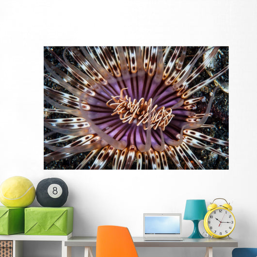 Beautiful Tube Anemone Lembeh Wall Decal