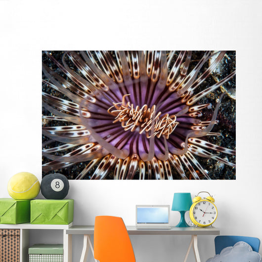 Beautiful Tube Anemone Lembeh Wall Decal