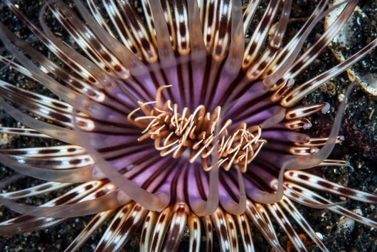 Beautiful Tube Anemone Lembeh Wall Decal