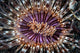 Beautiful Tube Anemone Lembeh Wall Decal