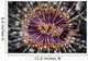Beautiful Tube Anemone Lembeh Wall Decal